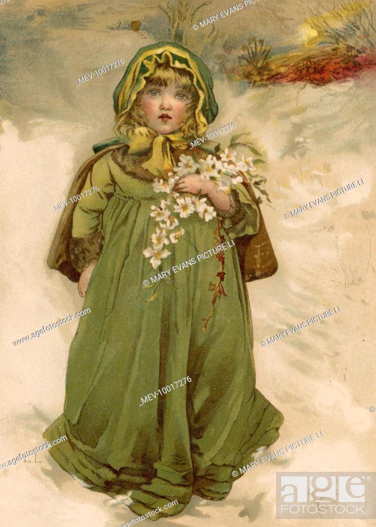 Stock Photo: A girl carries an armful of Christmas Roses through the snow.