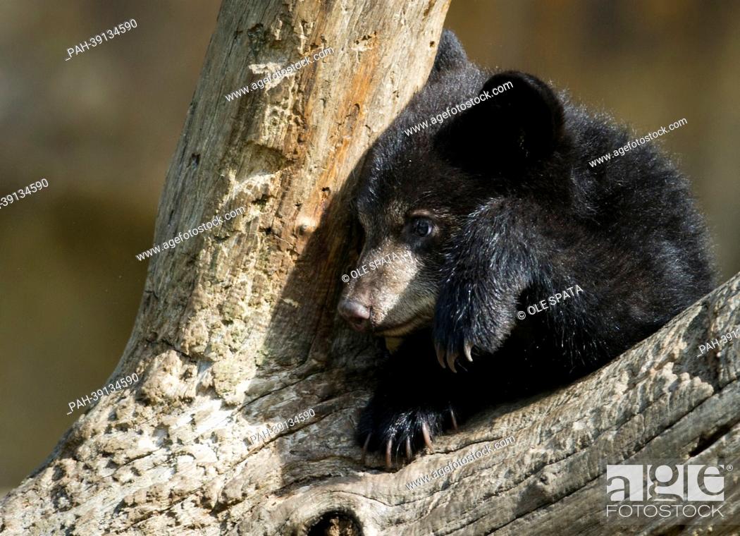 Stock Photo: One of the black bear brothers 'Koda' and 'Kenai' climbs a tree branch in the bear enclosure at Tierpark in Berlin, Germany, 30 April 2013.