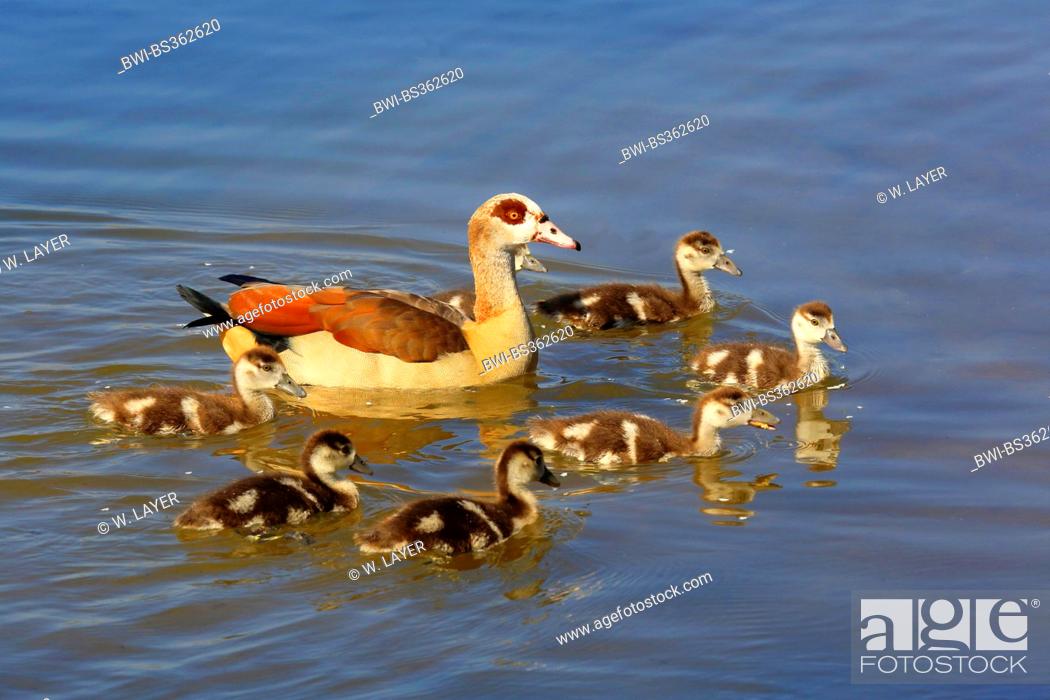 Stock Photo: Egyptian goose (Alopochen aegyptiacus), with chicks, swimming, Germany.