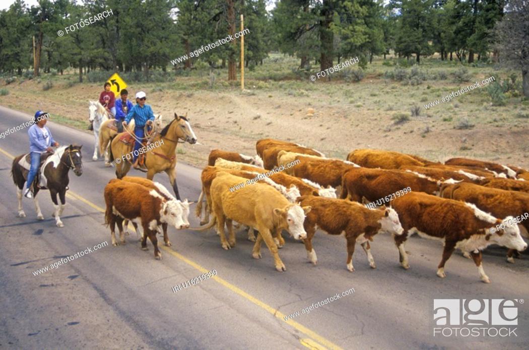 Stock Photo: Navajo cowboy herding cattle on road.