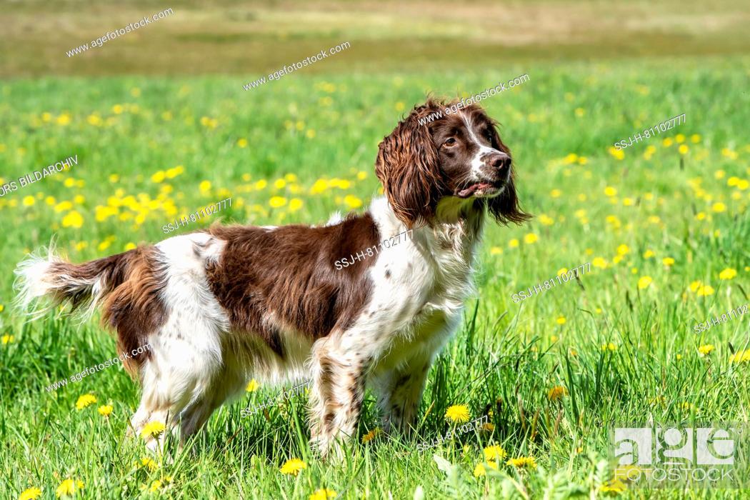 English Springer Spaniel standing on a meadow. Germany, Stock Photo,  Picture And Rights Managed Image. Pic. SSJ-H-81102777 | agefotostock