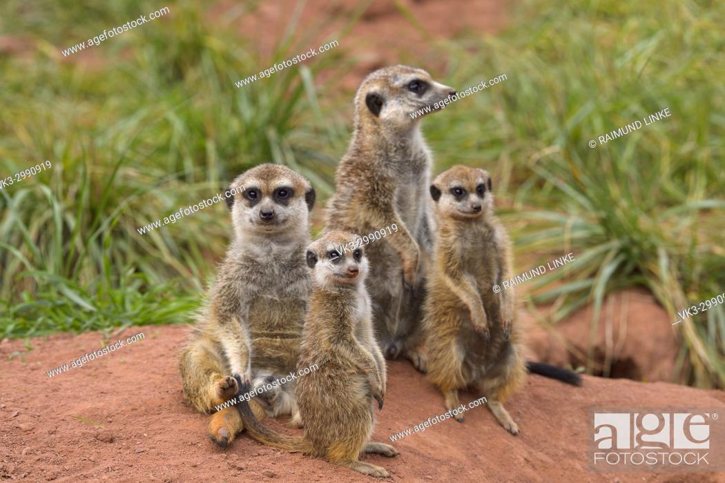 Meerkat, Suricata suricatta, with Young Animal, Family, Stock Photo,  Picture And Rights Managed Image. Pic. VK3-2990919 | agefotostock