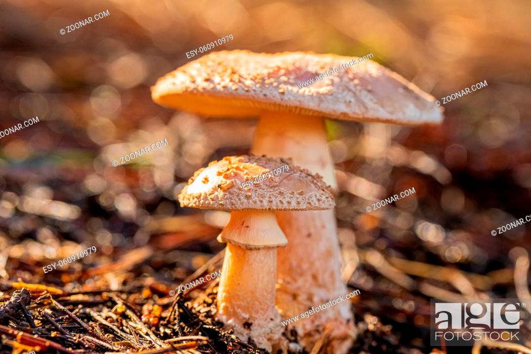 Stock Photo: Close-up Amanita Rubescens, The Blusher Mushrooms in a Pine Forest Plantation in Tokai Forest Cape Town.