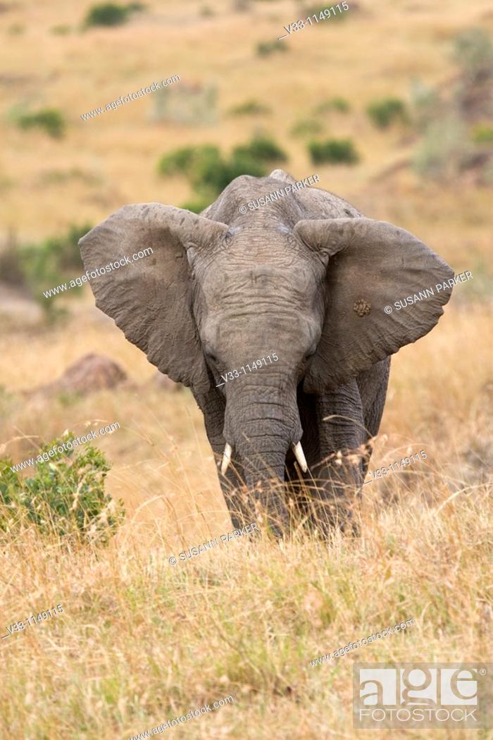 Stock Photo: An African elephant on the plains of the Masai Mara.