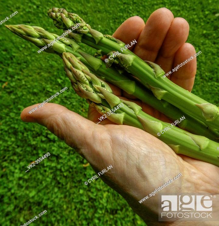 Stock Photo: Gardener holding fresh cut asparagus.
