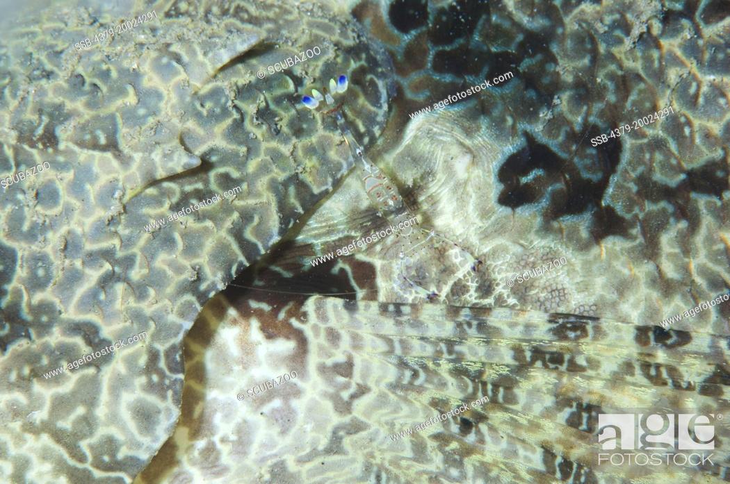 Stock Photo: The skin of a Crocodilefish, Cymbacephalus beauforti, with a Cleaner Shrimp, Periclimenes sarasvati, Taliabu Island, Sula Islands, Indonesia.