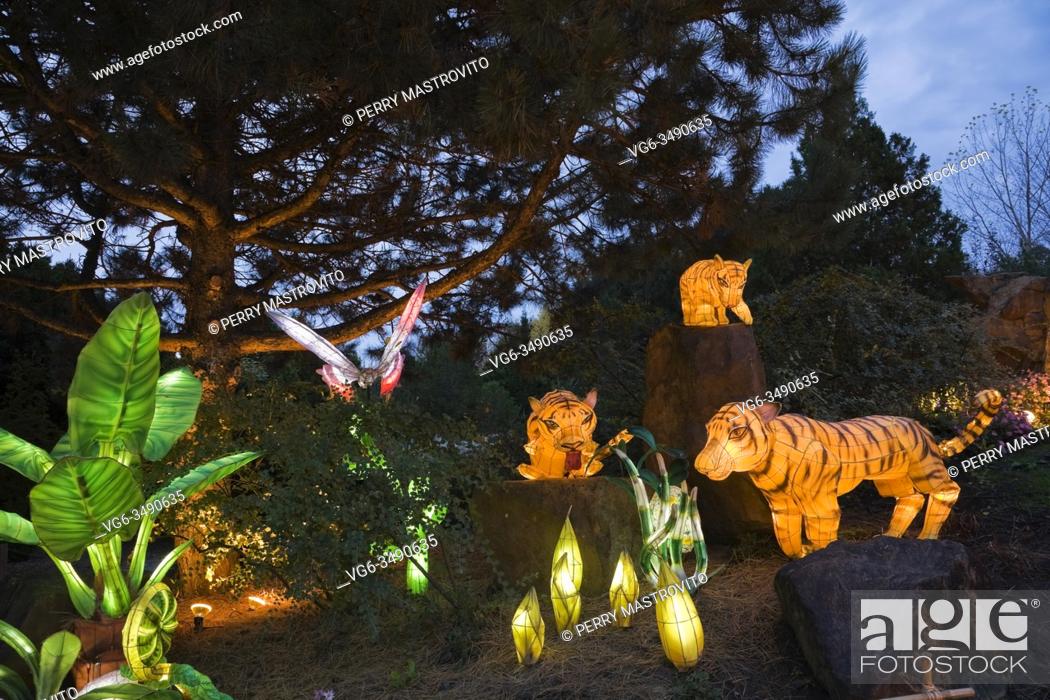 Stock Photo: The Stone Mountain with illuminated Pinus - Pine tree, plant, butterfly and tiger lanterns during the annual Magic of Lanterns exhibit in Chinese Garden at dusk.