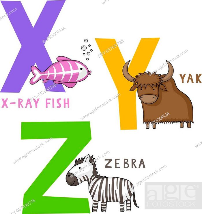 English animal alphabet X, Y and Z letters with cute cartoon x-ray fish,  yak and zebra, Stock Vector, Vector And Low Budget Royalty Free Image. Pic.  ESY-057630735 | agefotostock