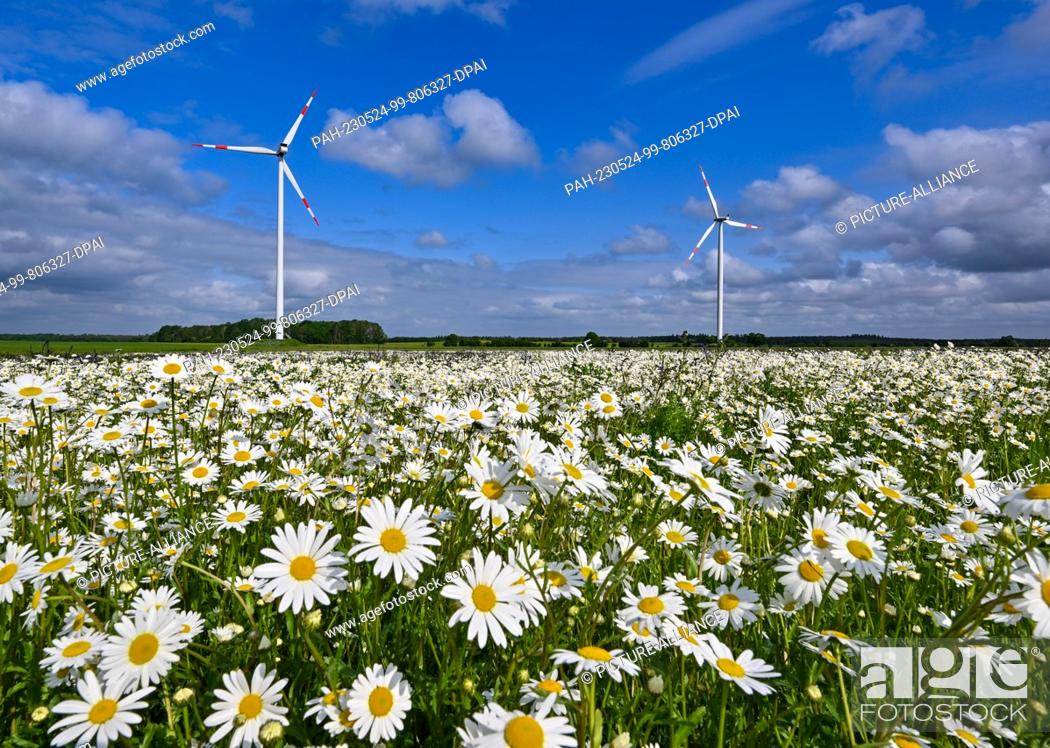 Stock Photo: 24 May 2023, Brandenburg, Sieversdorf: Clouds drift across the landscape with a blooming meadow of white daisies and purple meadow sage in the Oder-Spree.