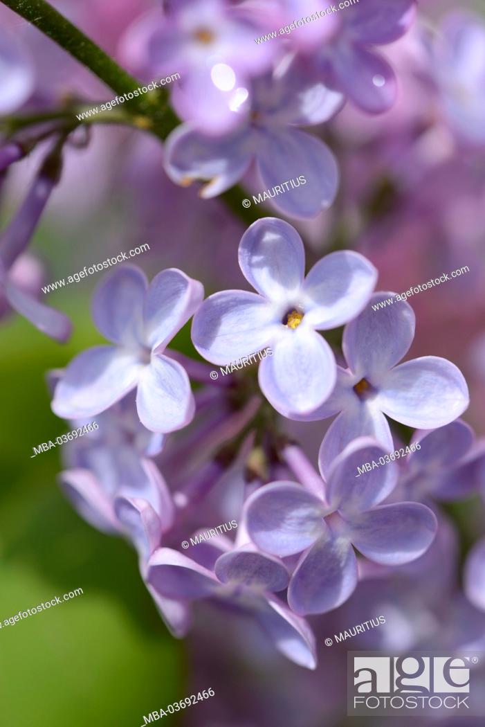 Stock Photo: lilac, Syringa vulgaris, blossom,.