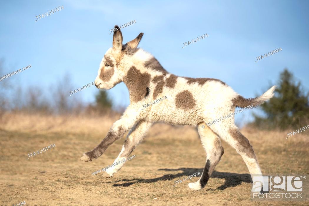 Stock Photo: running Donkey foal.