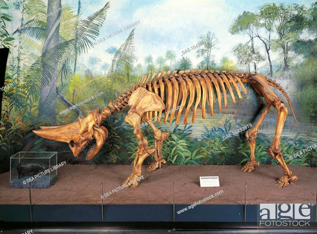 Fossils - Skeleton of Arsinoitherium - Oligocene - North Africa, Stock  Photo, Picture And Rights Managed Image. Pic. DAE-10433819 | agefotostock