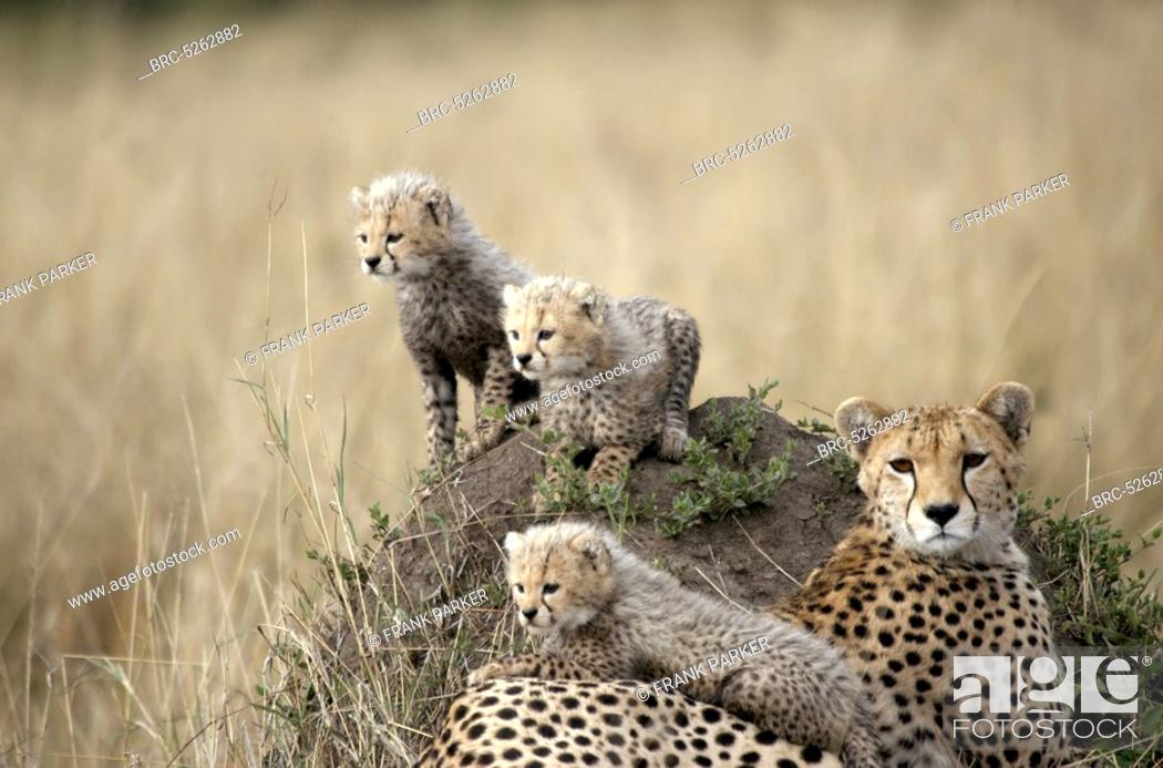 Stock Photo: , Mother Cheetah and 3 Cubs on, by Termite mound, Mother Cheetah and 3 Cubs on, by Termite mound,.