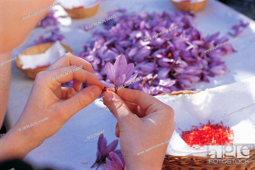 Stock Photo: Taking saffron threads from a crocus.