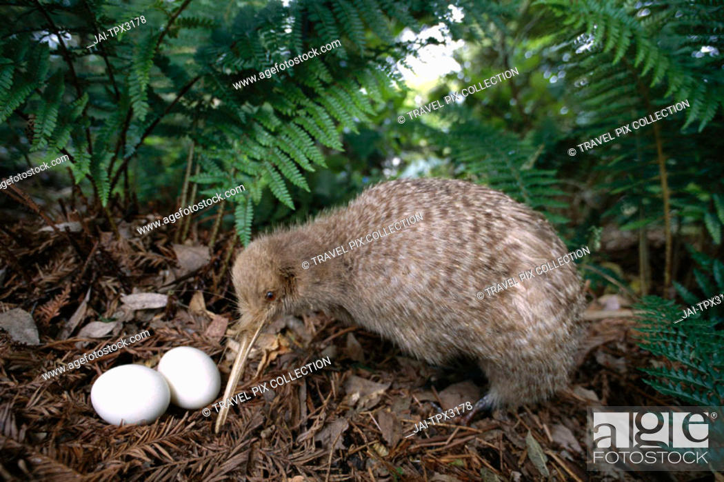 Native Bird / Little Spotted Kiwi with Eggs, North Island, New Zealand,  Foto de Stock, Imagen Derechos Protegidos Pic. JAI-TPX3178 | agefotostock