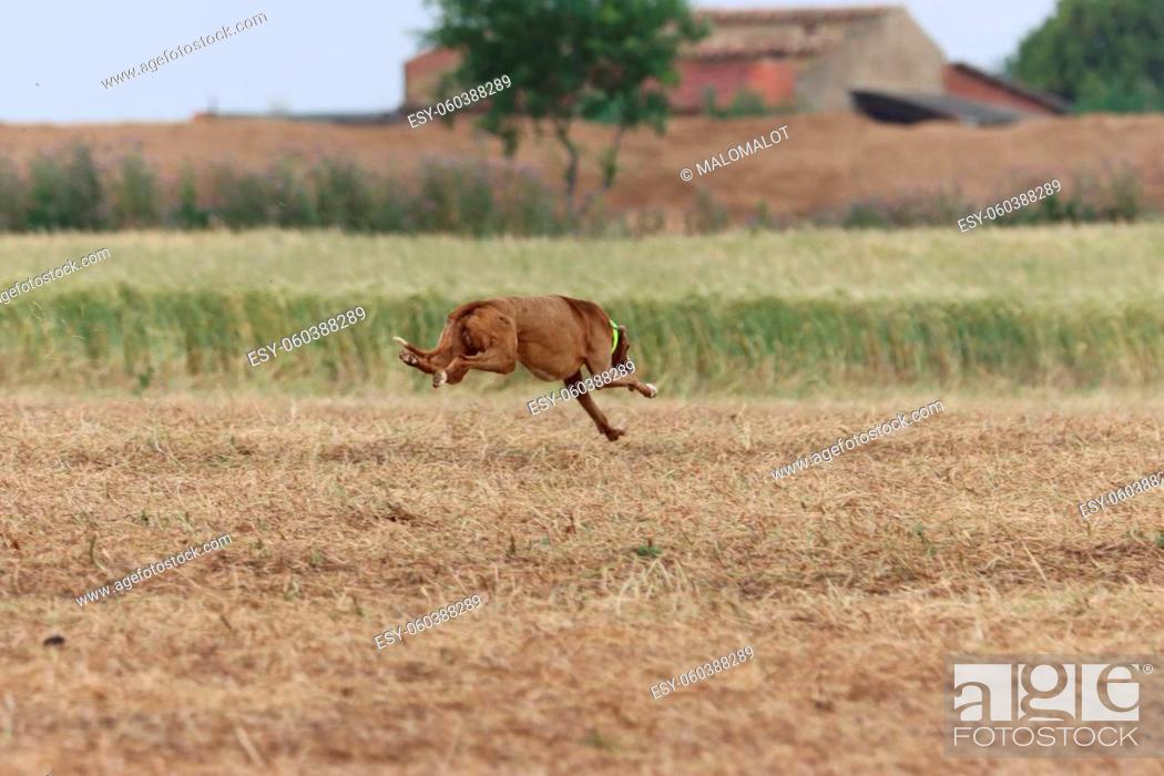 Stock Photo: Spanish greyhound dog race hare hunting speed delivers passion.