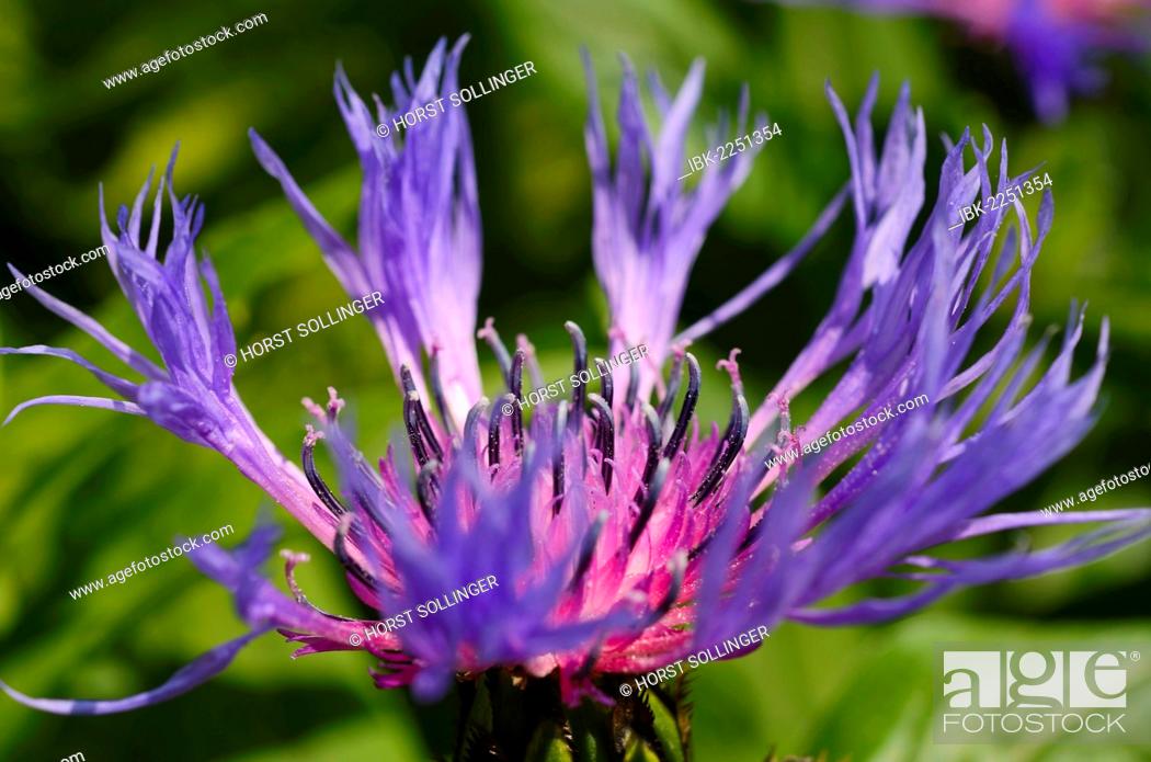 Stock Photo: Blue-violet flower of the Perennial Cornflower or Montane Knapweed (Centaurea montana L.).