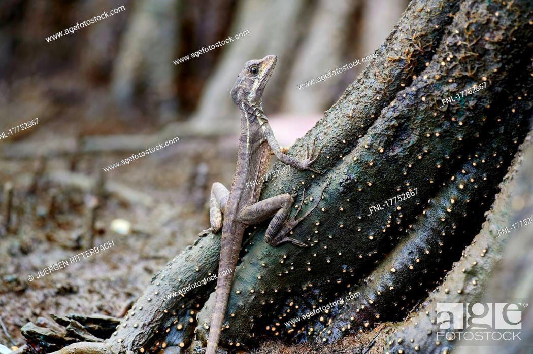 Stock Photo: Helmeted basilisk (Basiliscus basiliscus), Sierpe, Corcovado National Park, Osa Peninsula, Costa Rica, Central America|common basilisk (Basiliscus basiliscus).