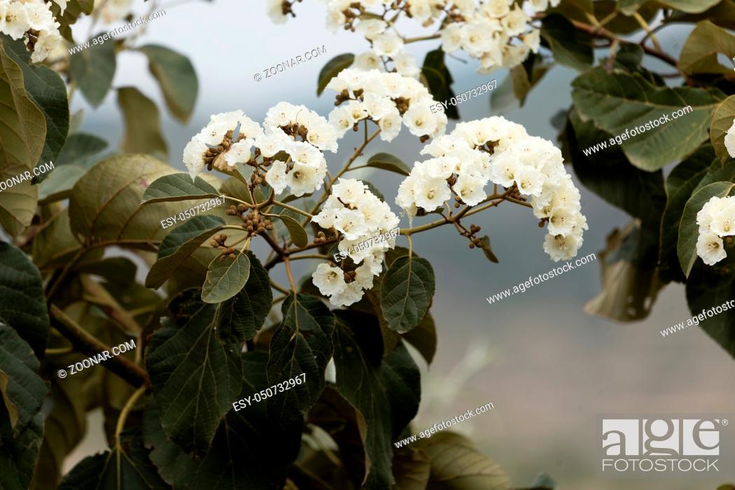 Stock Photo: Flowers of Sudan Teak (Cordia africana).