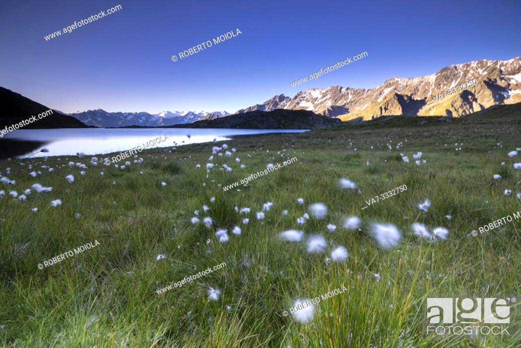 Stock Photo: Cotton grass on the shore of Lago Nero, Gavia Pass, Camonica Valley, Brescia province, Lombardy, Italy.