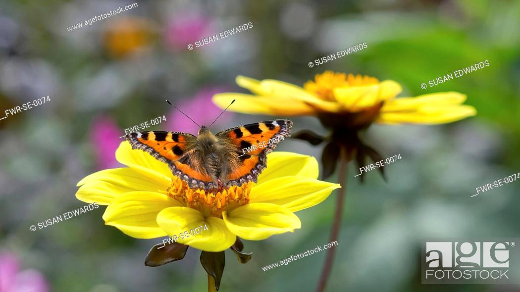 Stock Photo: Small tortoiseshell butterfly, Aglais urticae alighted with open wings on centre of yellow single type dahlia.