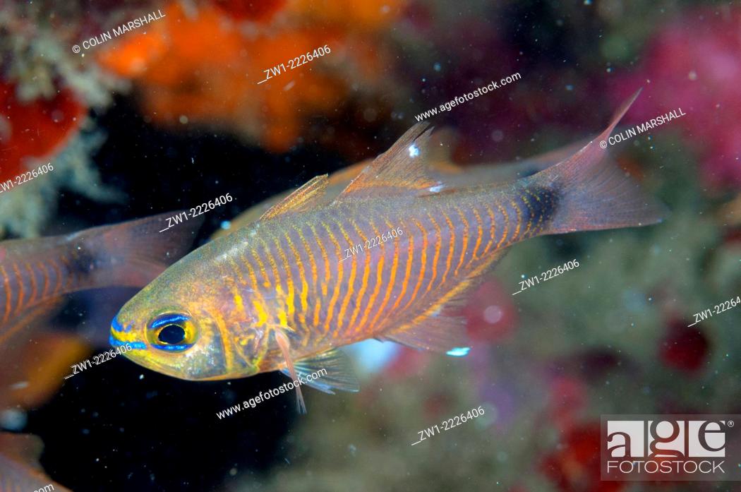 Stock Photo: Flower Cardinalfish (Apogon fleurieu), Air Bajo II dive site, Lembeh Straits, Sulawesi, Indonesia.