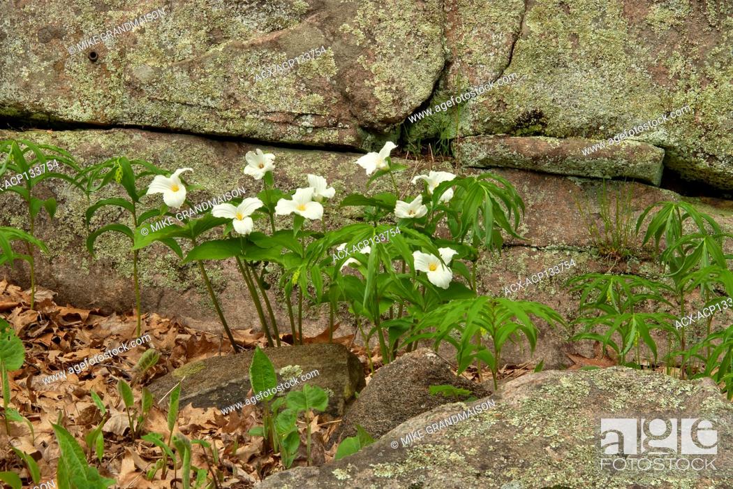 Stock Photo: Large flowered trillium (Trillium grandiflorum) Rosseau Ontario Canada.