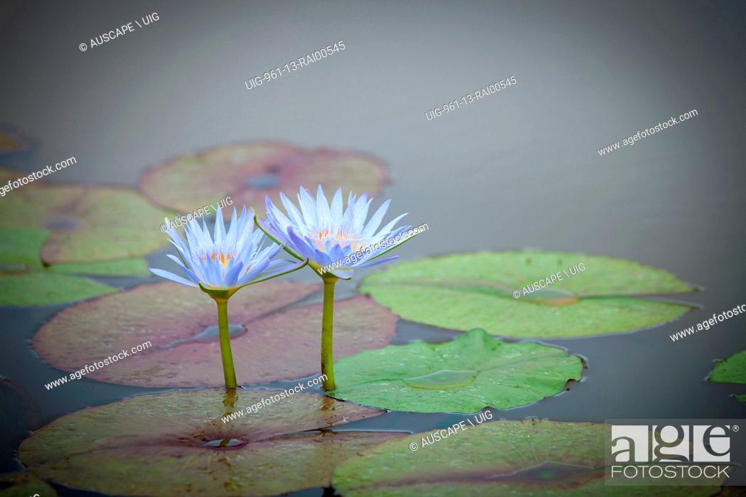 Stock Photo: Cape water lilies, Nymphaea caerulea, two flowers. Casino, New South Wales, Australia. (Photo by: Auscape/UIG).
