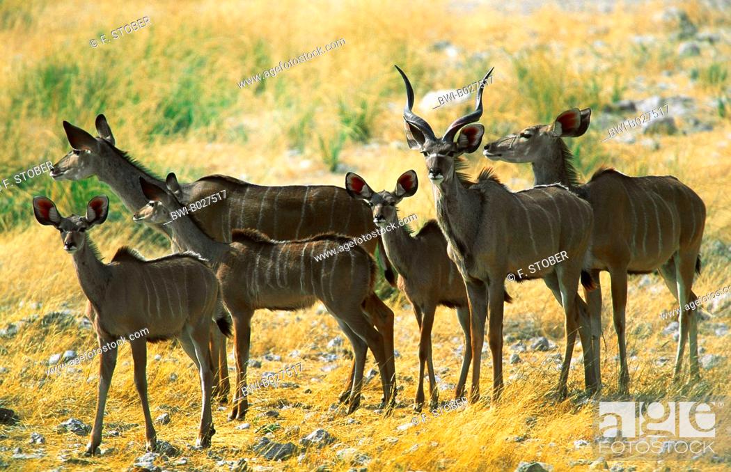 Stock Photo: greater kudu (Tragelaphus strepsiceros), antilope family in the savannah, Namibia, Etosha National Park.
