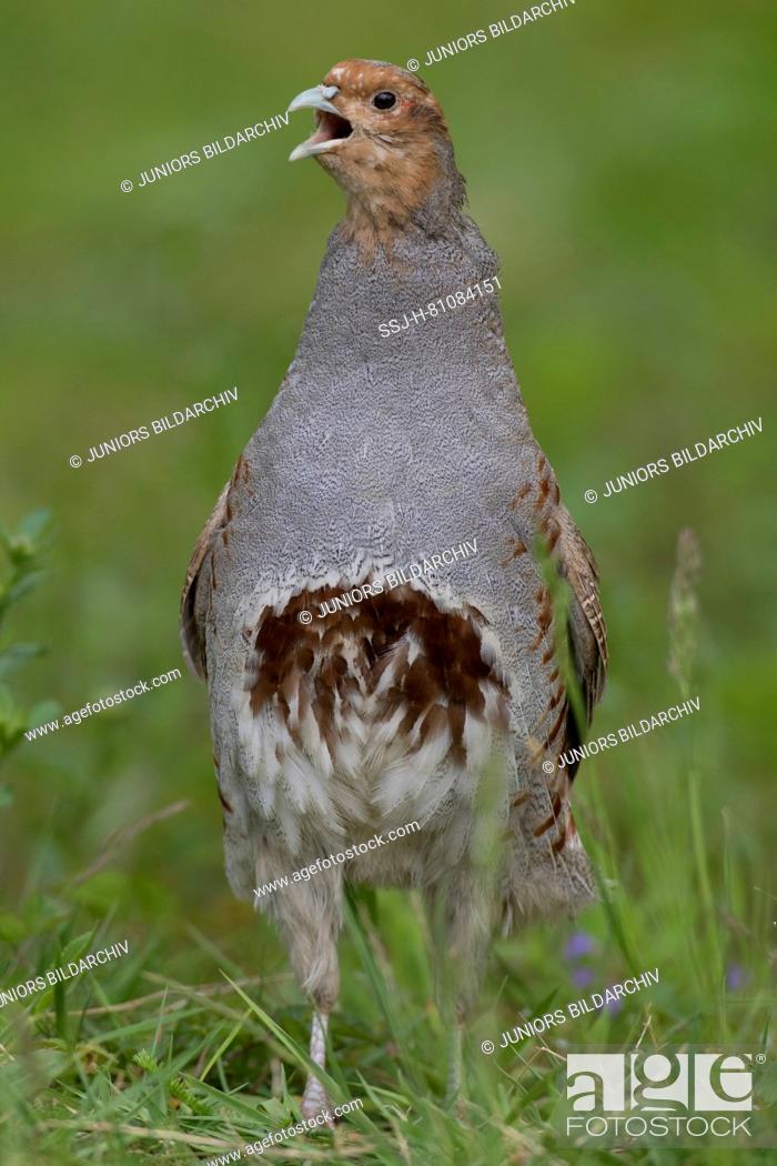Stock Photo: Grey Partridge (Perdix perdix). Male calling, Germany.