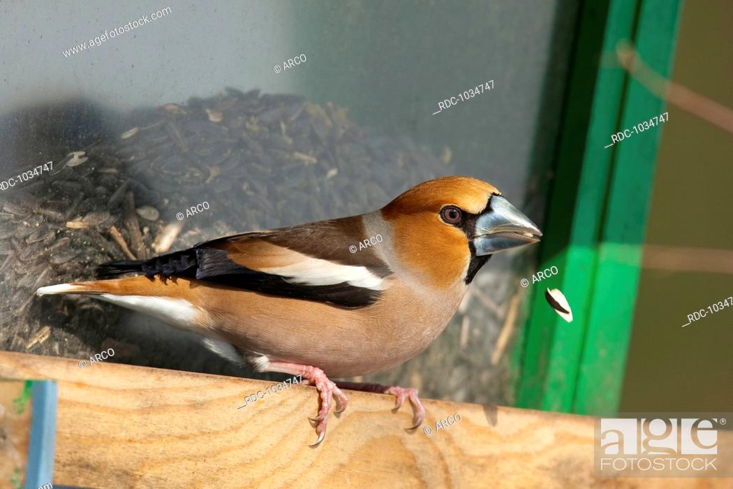 Stock Photo: hawfinch, Germany / (Coccothraustes coccothraustes).
