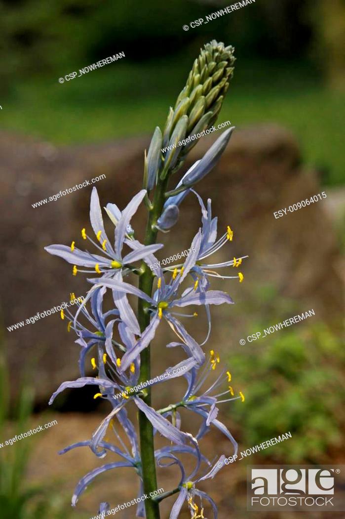 Stock Photo: Camassia leichtlinii, Great Camas.