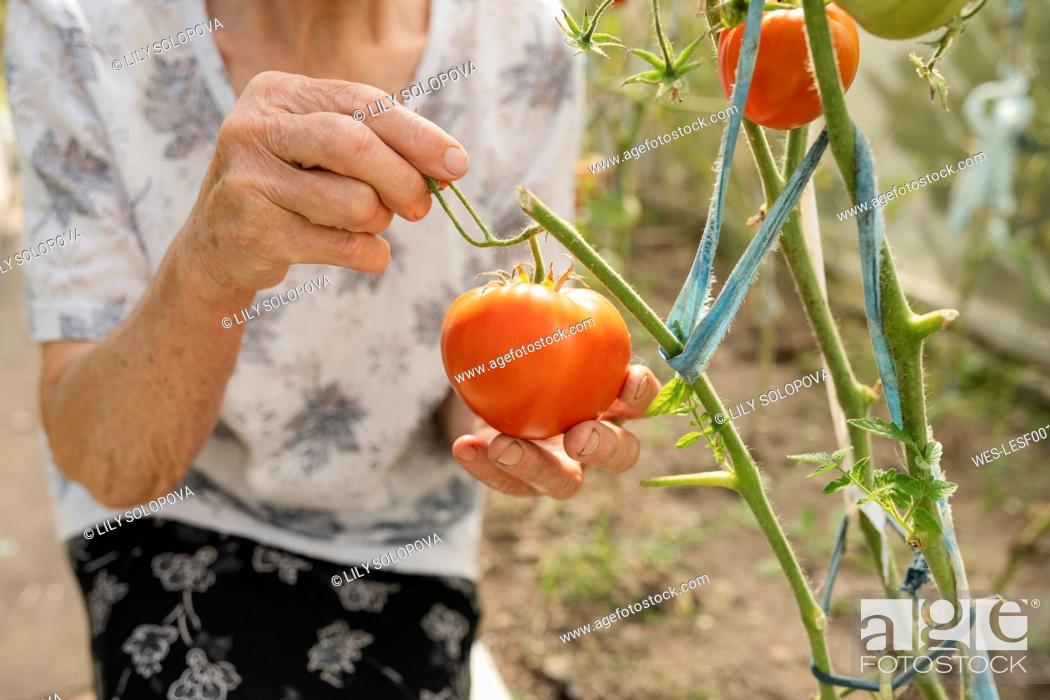 Stock Photo: Senior woman with tomatoes in greenhouse.