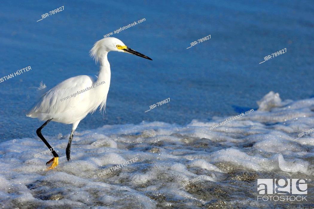 Stock Photo: Snowy Egret (Egretta thula), Sanibel Island, Florida, USA.