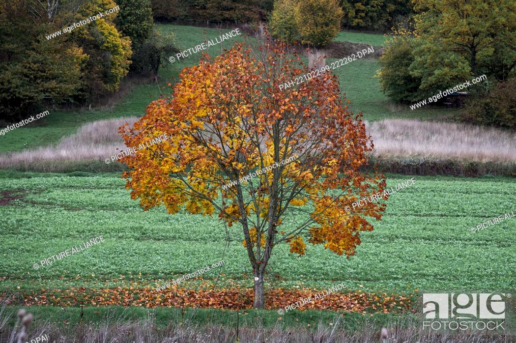 Stock Photo: 22 October 2022, Bavaria, Coburg: A maple loses its yellow and red leaves. Photo: Daniel Vogl/dpa. - Coburg/Bavaria/Germany.