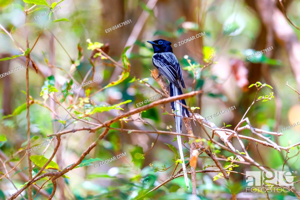 Stock Photo: Beautiful Madagascar bird, Paradise-flycatcher black version, Terpsiphone mutata. Ankarafantsika National Park, Madagascar wildlife and wilderness.