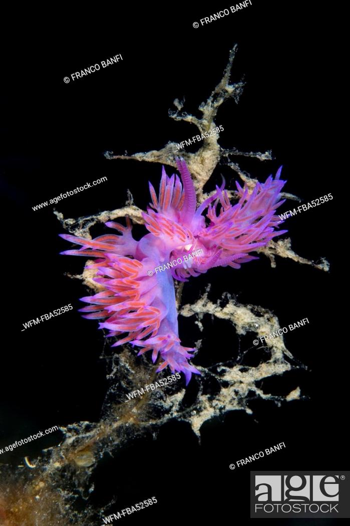Stock Photo: Couple of Purple Nudibranch, Flabellina affinis, Ponza, Mediterranean Sea, Italy.