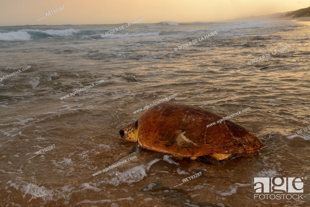 Stock Photo: Loggerhead sea turtle (Caretta caretta) returning to the sea after nesting (laying eggs). iSimangaliso Wetland Park (Greater St Lucia Wetland Park).