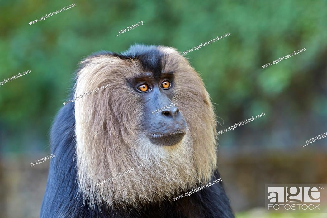 Asia, India, Tamil Nadu, Anaimalai Mountain Range Nilgiri hills, Lion-tailed  macaque Macaca silenus, Stock Photo, Picture And Rights Managed Image. Pic.  D88-2526672 | agefotostock