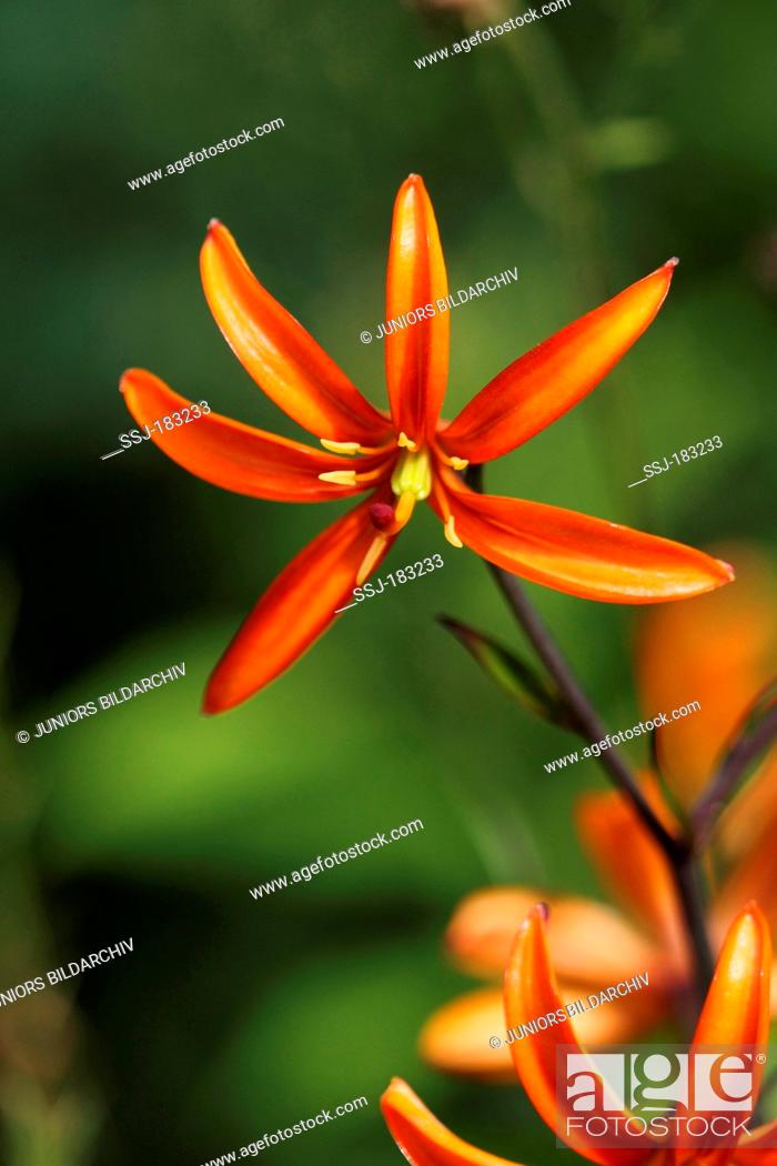 Stock Photo: Large Camas, Great Camas (Camassia leichtlinii), flower.