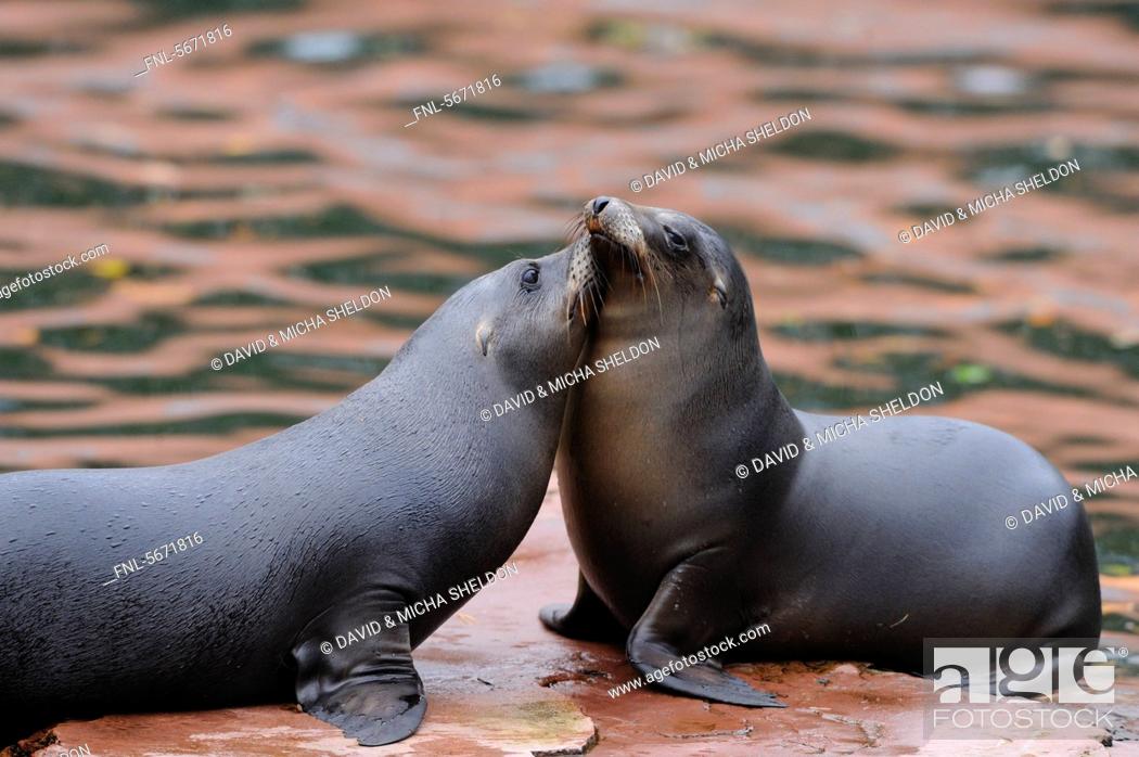 Stock Photo: Two young California sea lions Zalophus californianus.