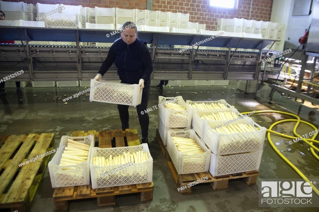 Stock Photo: A harvest worker carries a box of asparagus, Prime Minister Henrik WUEST visits the potato and asparagus farm Meyer in Willich, April 11, 2022.