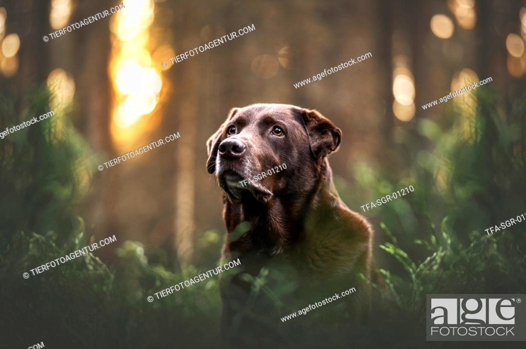 Stock Photo: Labrador Retriever Portrait.