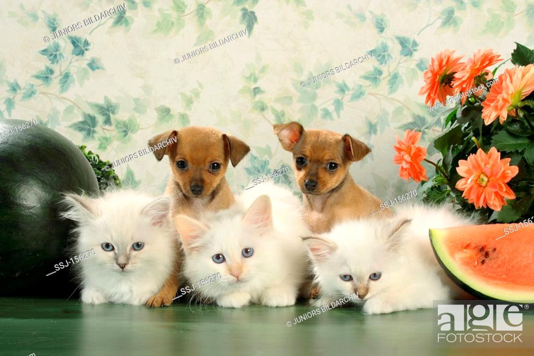 Stock Photo: animal friendship: three Sacred cats of Burma kittens and two Russian Toy Terrier puppies.