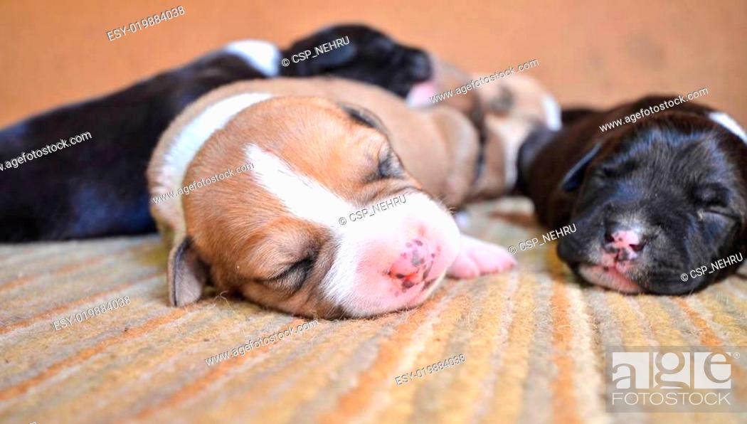 Stock Photo: American Staffordshire Terrier Puppy sleeping.