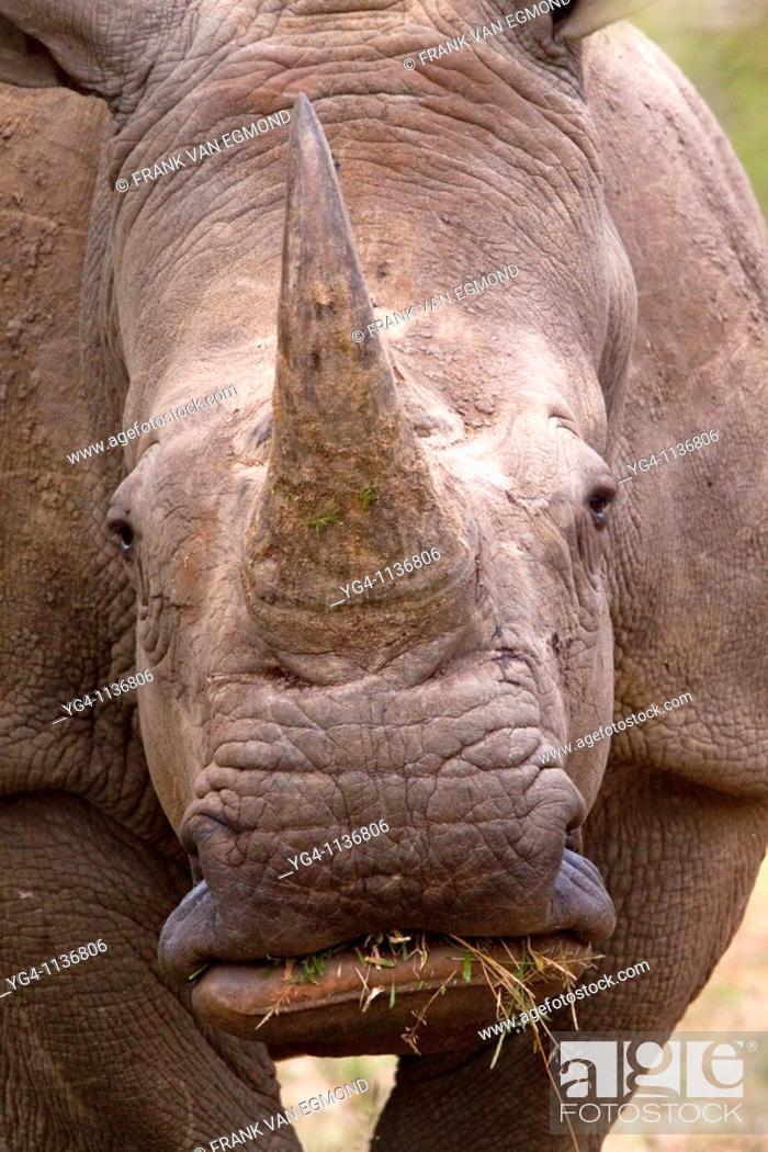 Imagen: White Rhinoceros  Ceratotherium Simum  Face and mouth detail  May, Winter 2009  Ndumo Game Reserve, Kwazulu-Natal, South Africa.