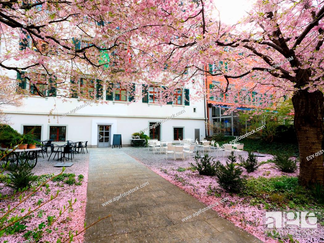 Stock Photo: St. Gallen, SG / Switzerland - April 8, 2019: view of the historic old town in the Swiss city of Sankt Gallen with blossoming pink trees in the foreground.