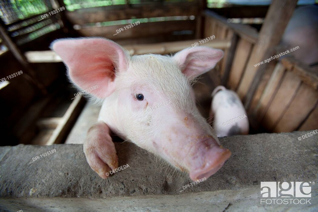 Imagen: female pig in pen, bais, negros, philippines.
