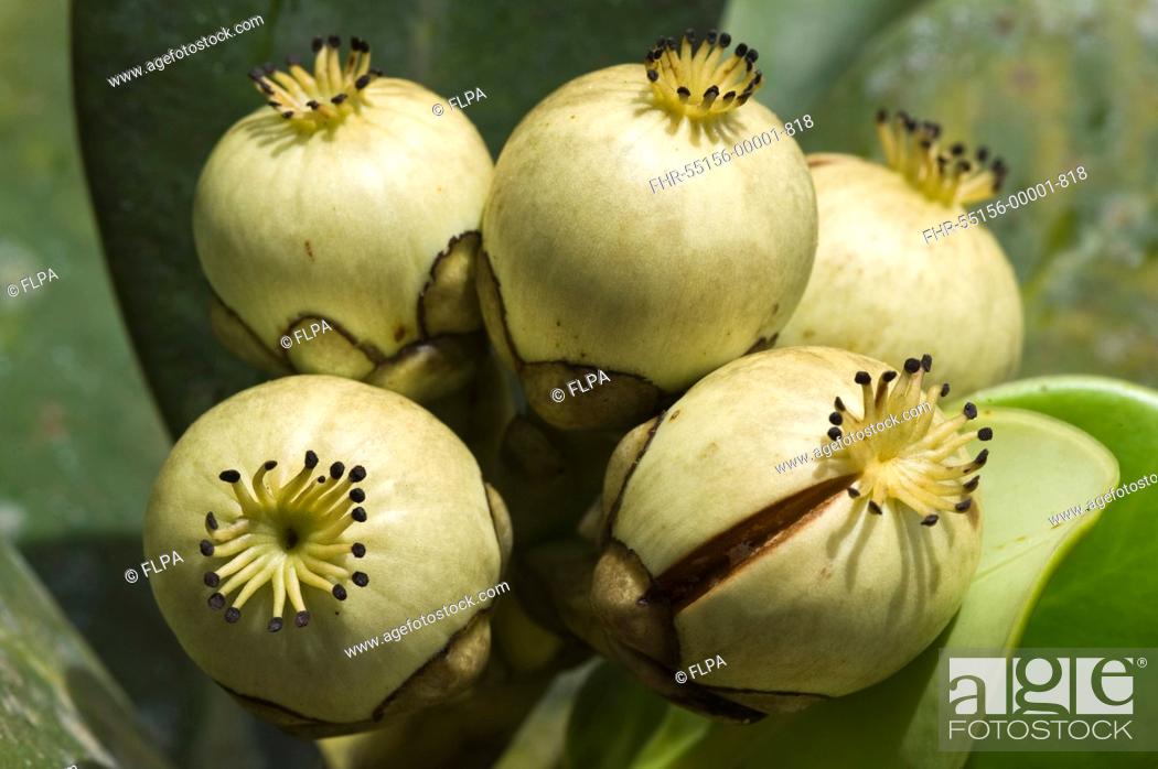 Stock Photo: Kufa Clusia sp close-up of fruit, Kaieteur N P , Guiana Shield, Guyana, october.