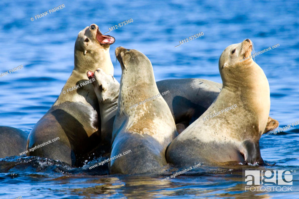 Stock Photo: Seal colony on Monterey.